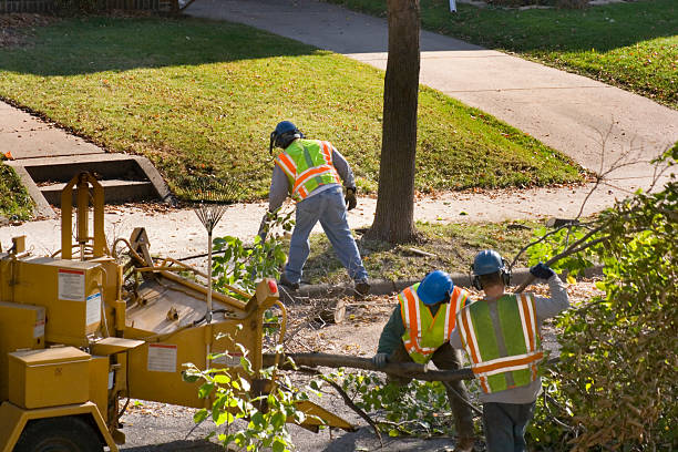 Trusted Erwinville, LA Tree Services Experts